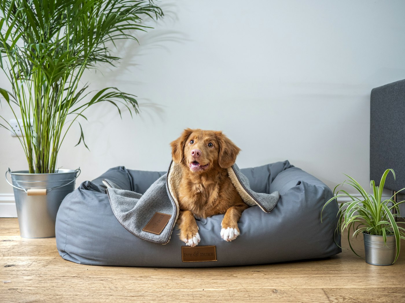 Un chien se repose dans un grand panier douillet